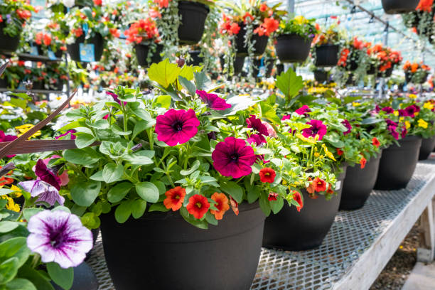 pots of colorful petunias in planters for sale in a garden center